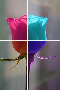Four Part Rose